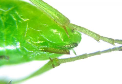 Réf. 279 762 : Euura viridissima