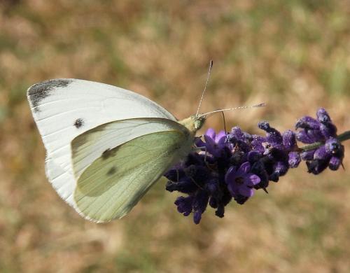 Réf. 279 101 : Pieris rapae