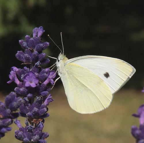 Réf. 279 100 : Pieris rapae