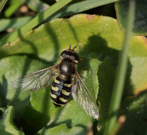 Réf. 279 198 : Eupeodes luniger