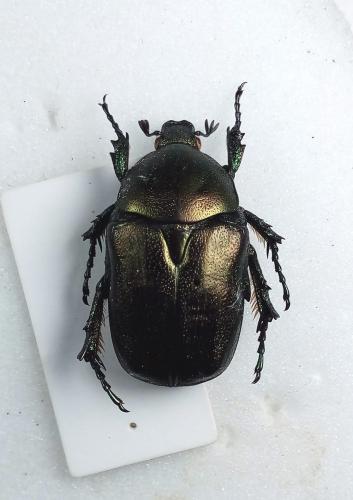 Réf. 279 050 : Potosia angustata