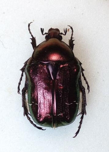 Réf. 279 235 : Cetonia aurata