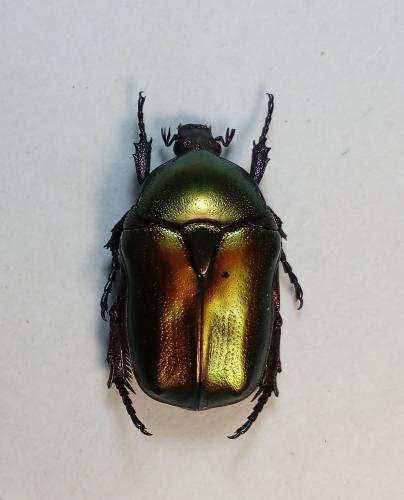 Réf. 279 629 : Potosia cuprea