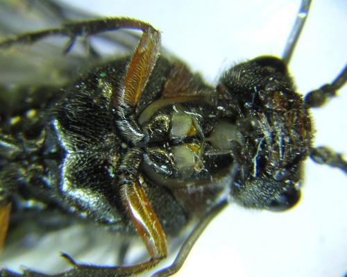 Réf. 279 446 : Dolerus schmidti