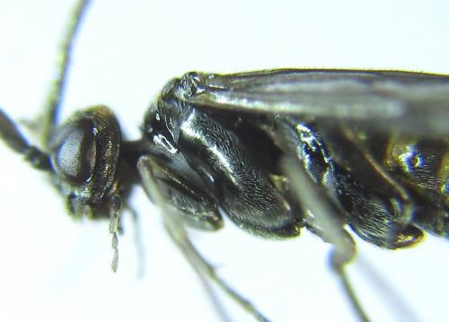 Réf. 279 478 : Empria pumiloides