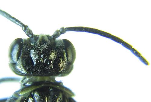 Réf. 279 502 : Empria pumiloides
