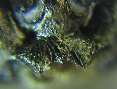 Empria pumiloides