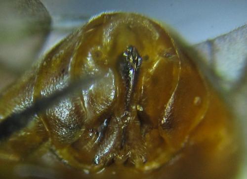 Réf. 279 618 : Pristiphora nigriceps