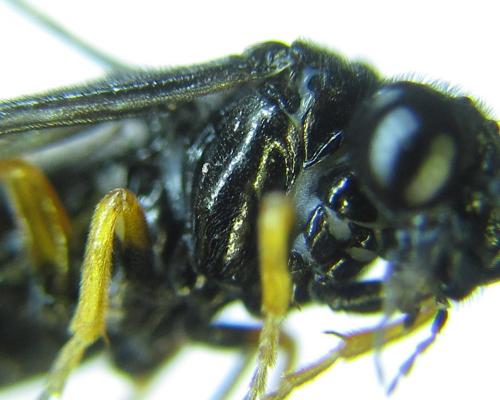 Réf. 279 722 : Eutomostethus gagathinus