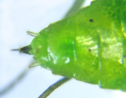 Réf. 279 763 : Euura viridissima