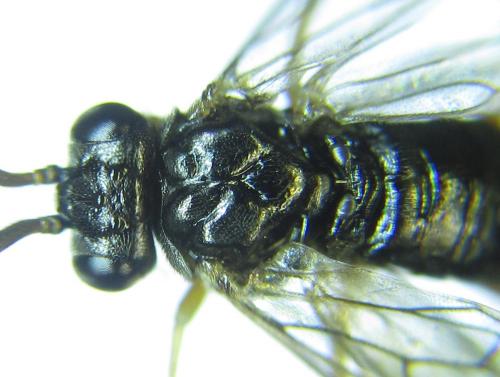 Réf. 279 379 : Platycampus luridiventris