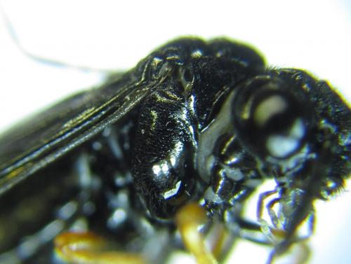Réf. 279 598 : Eutomostethus gagathinus