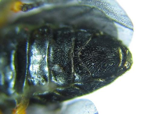 Réf. 279 723 : Eutomostethus gagathinus