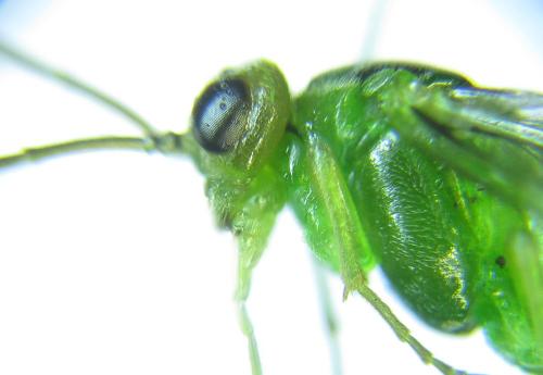 Réf. 279 764 : Euura viridissima