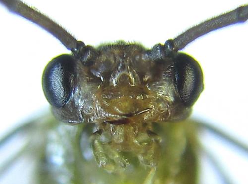 Réf. 279 780 : Euura viridissima