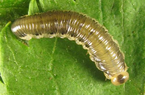 Empria sp.
