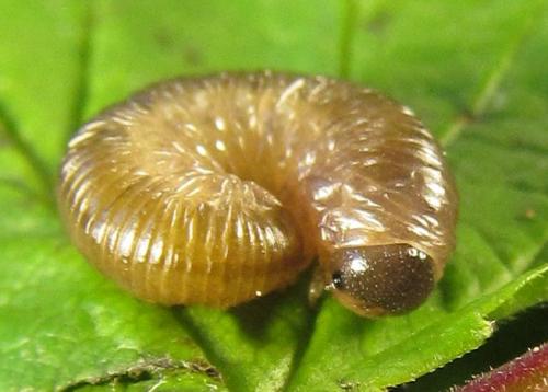 Empria pumiloides
