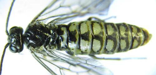 Réf. 279 503 : Empria pumiloides