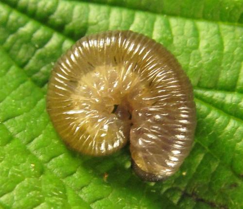 Empria pumiloides