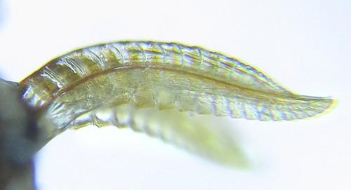 Empria pumiloides
