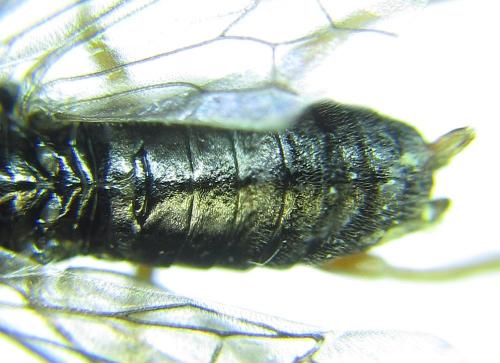 Réf. 279 380 : Platycampus luridiventris