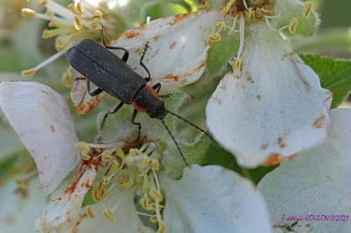 Réf. 279 540 : Cantharis sp.