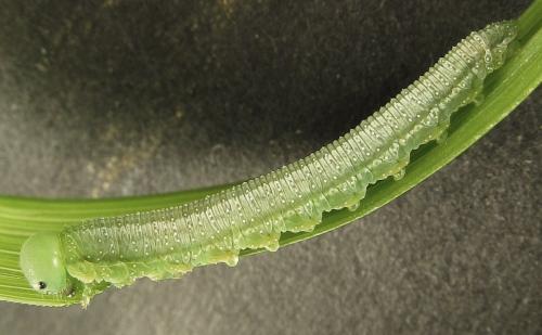 Réf. 279 604 : Tenthredopsis friesei