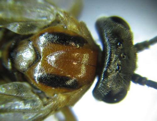 Réf. 279 620 : Pristiphora nigriceps