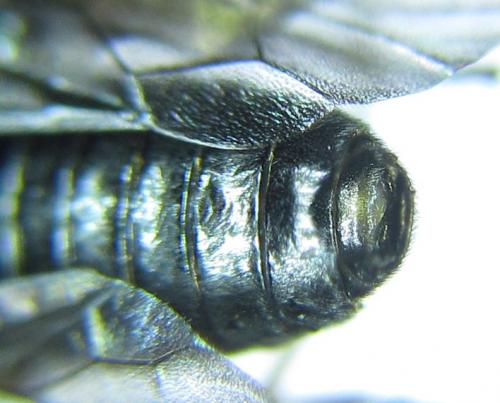 Réf. 279 724 : Eutomostethus gagathinus