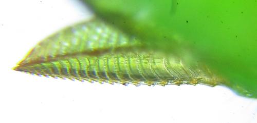 Euura viridissima