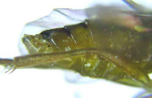 Réf. 279 781 : Euura viridissima