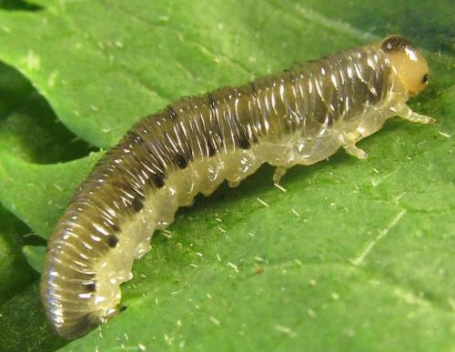 Empria sp.
