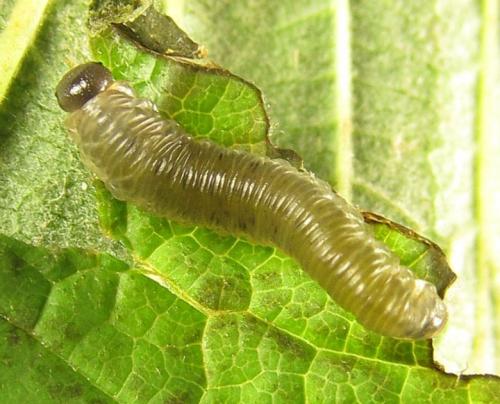 Réf. 279 468 : Empria pumiloides