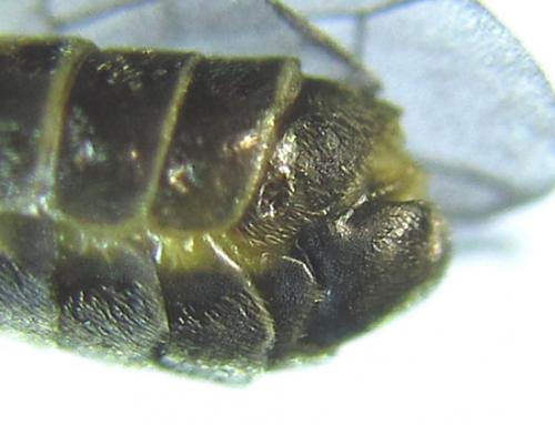 Réf. 279 480 : Empria pumiloides