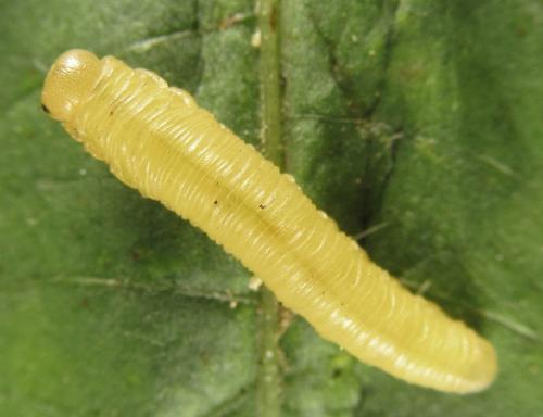 Réf. 279 588 : Eutomostethus gagathinus