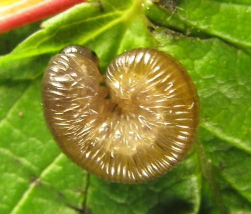Réf. 279 494 : Empria pumiloides