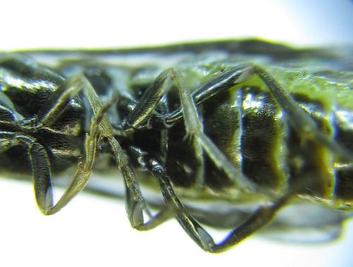 Empria pumiloides