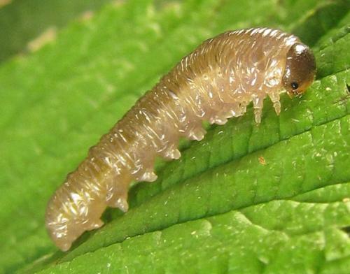 Empria pumiloides