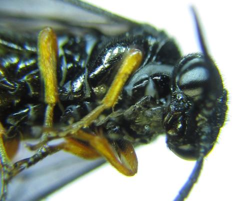 Réf. 279 599 : Eutomostethus gagathinus