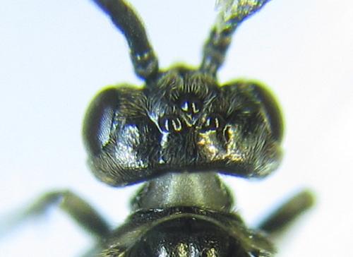 Réf. 279 482 : Empria pumiloides