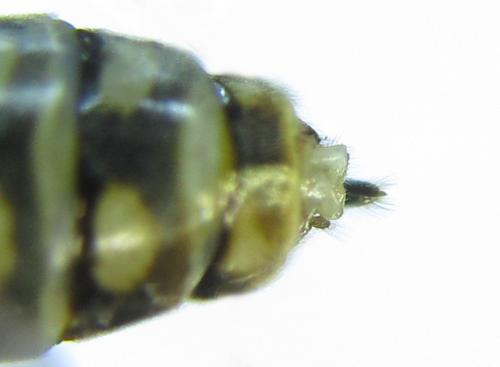 Réf. 279 505 : Empria pumiloides