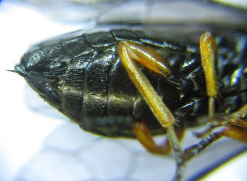 Réf. 279 600 : Eutomostethus gagathinus