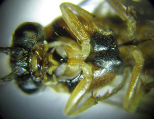Réf. 279 621 : Pristiphora nigriceps