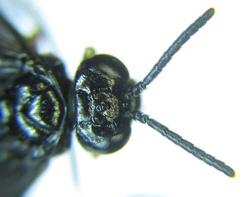 Réf. 279 725 : Eutomostethus gagathinus