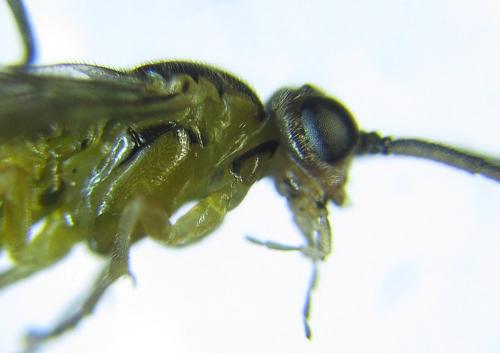 Euura viridissima