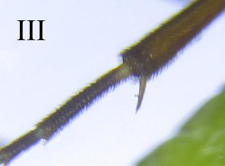 Réf. 279 870 : Euura papillosa
