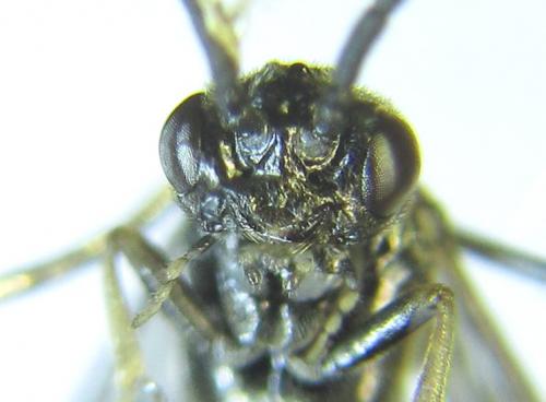 Réf. 279 483 : Empria pumiloides