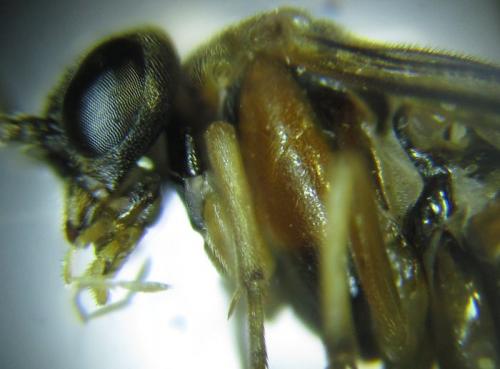 Réf. 279 622 : Pristiphora nigriceps