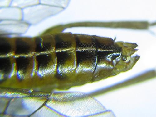 Euura viridissima