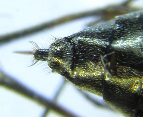 Réf. 279 448 : Dolerus schmidti